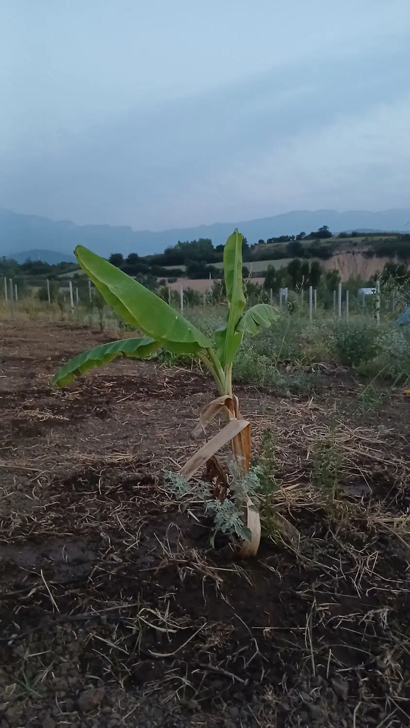 باغ ۳۲۰ متر خوش قواره شموشک