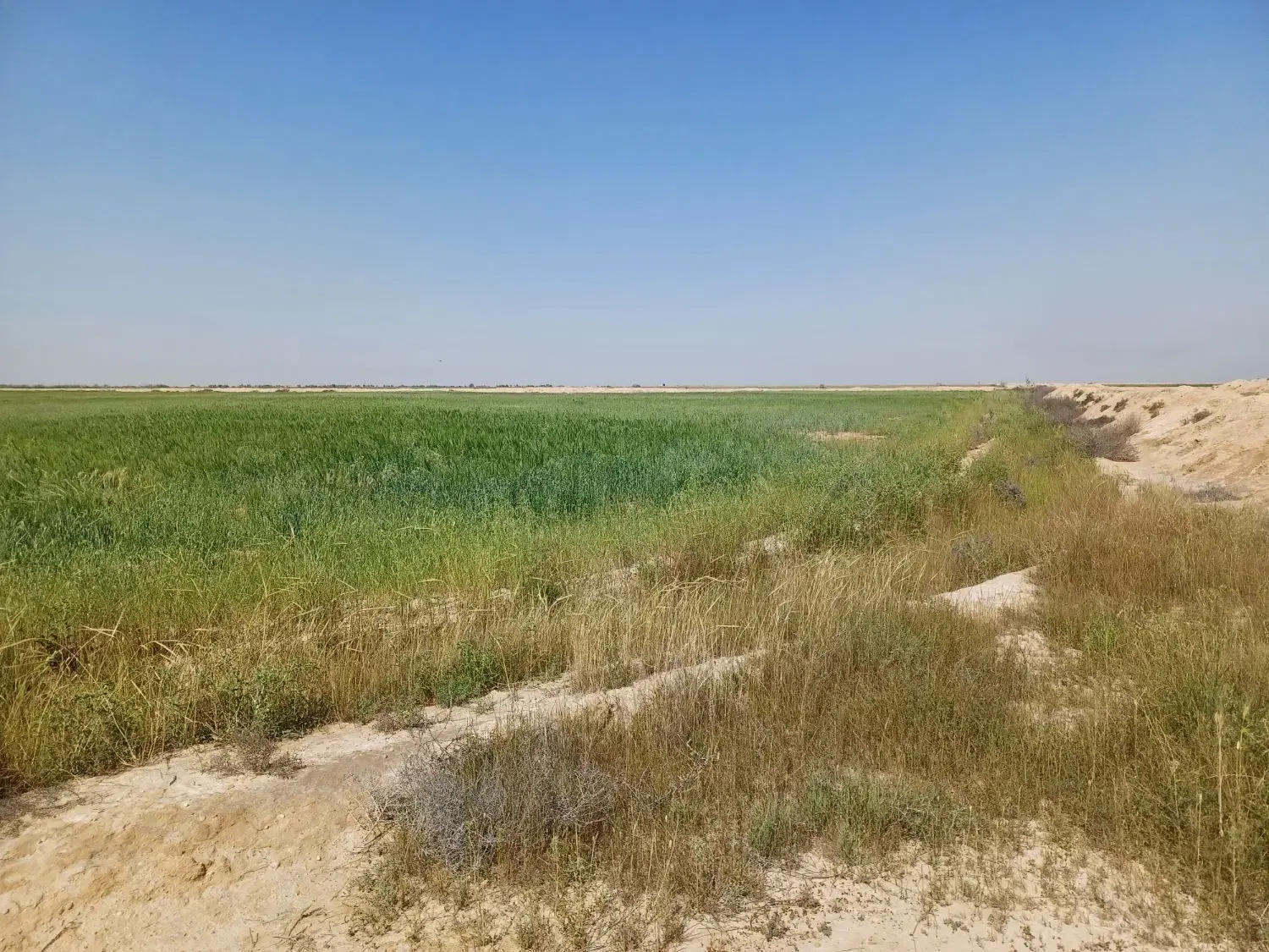 فروش زمین کشاورزی ۱۰ هکتاری کانال آب