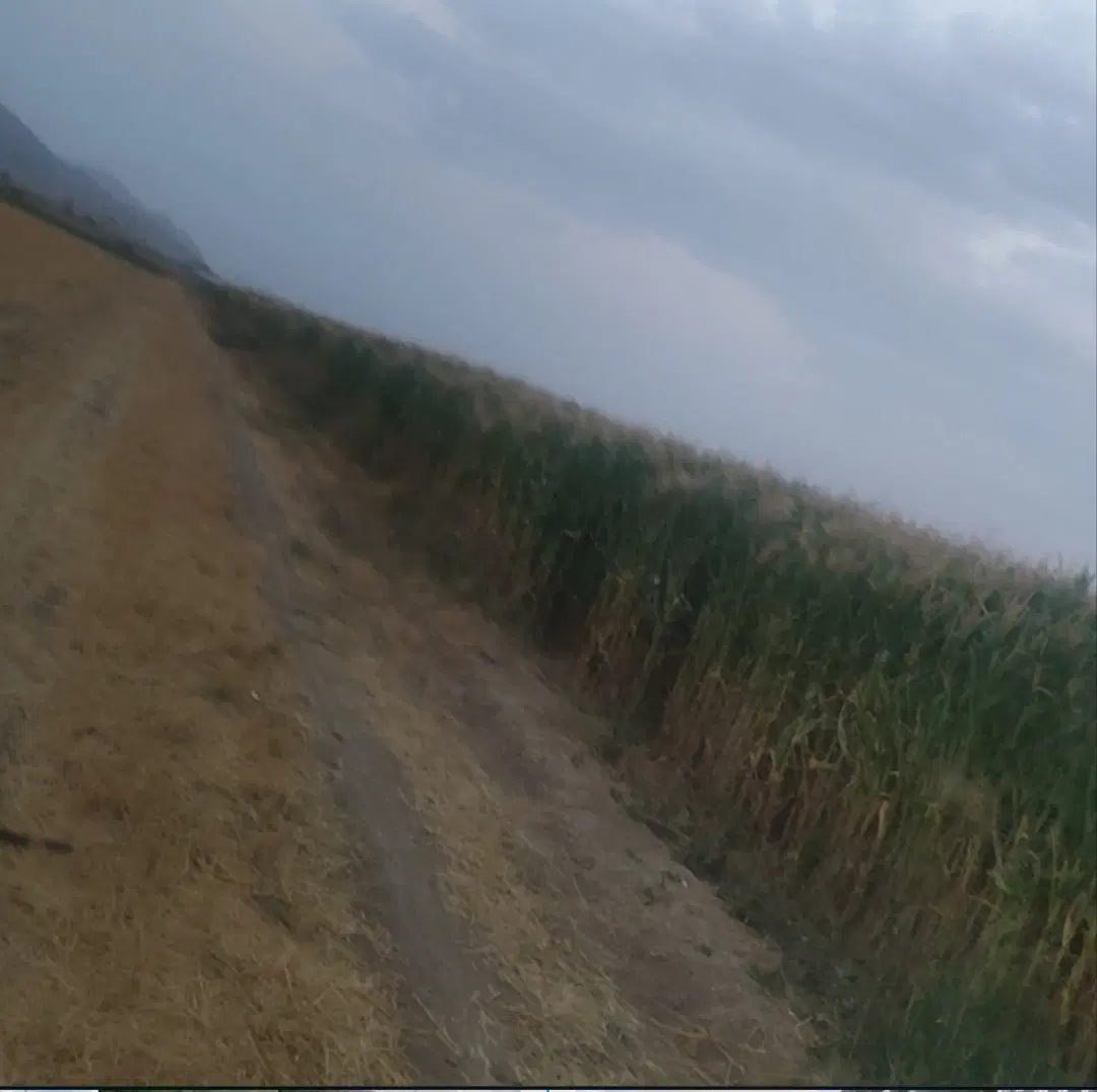 1 هکتار زمین کشاورزی شهر فاروق سهم آب از چاه برقی