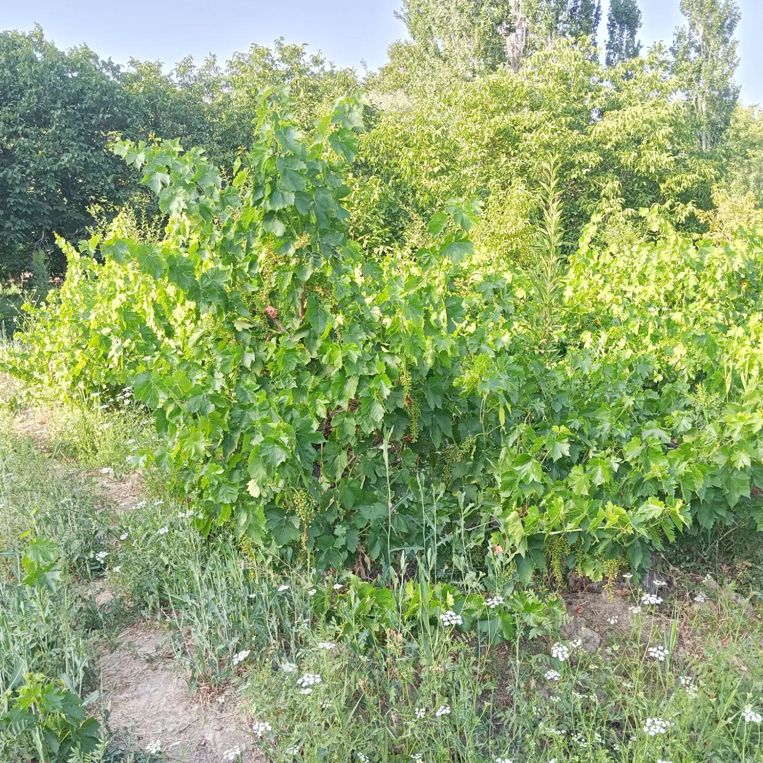 باغ انگور و میوه