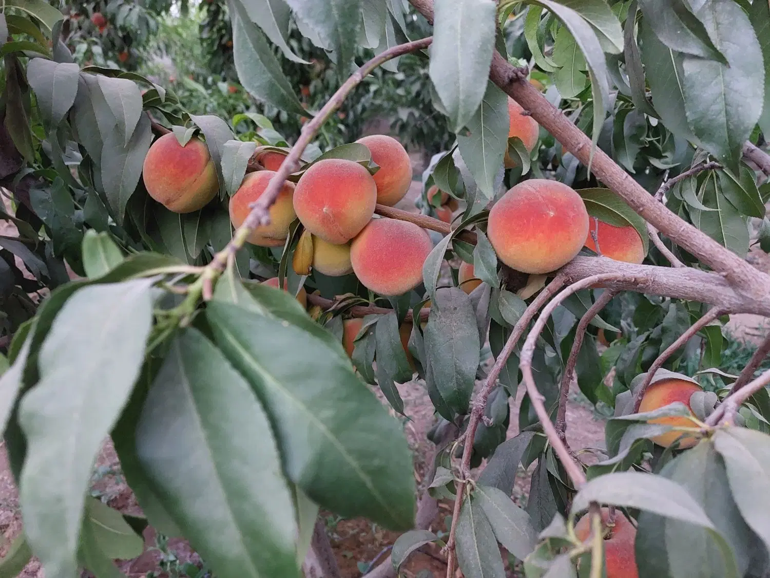 باغ میوه