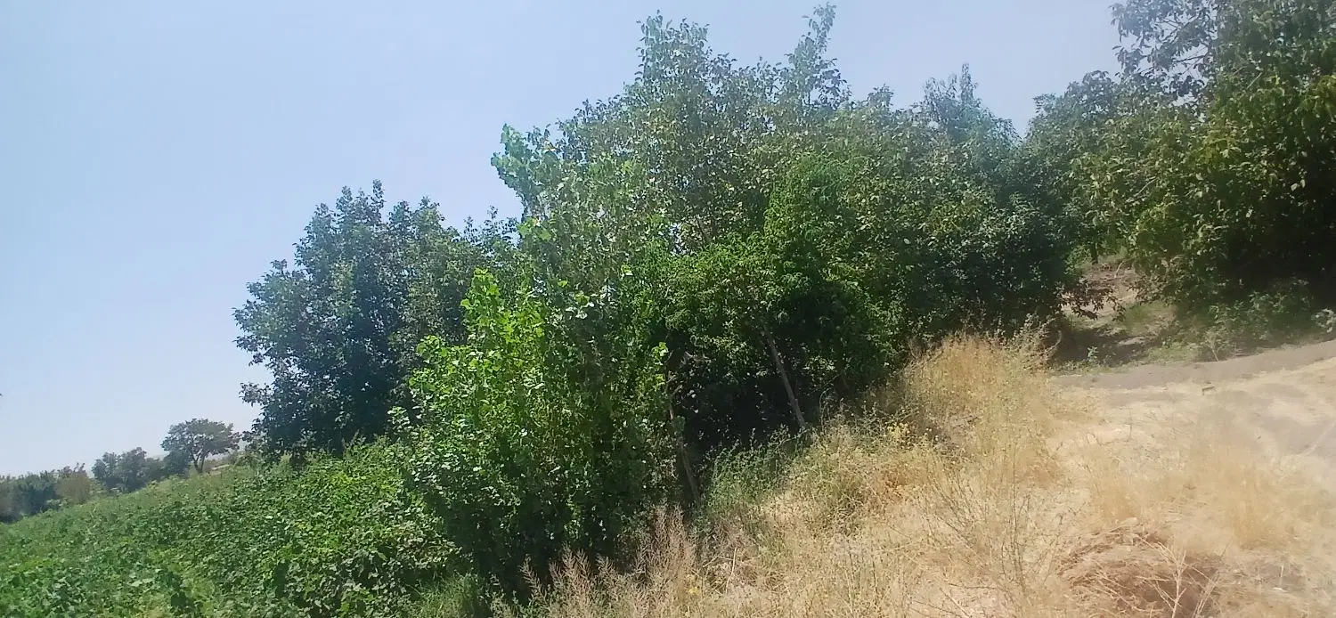 باغ انگوری و درخت گردو
