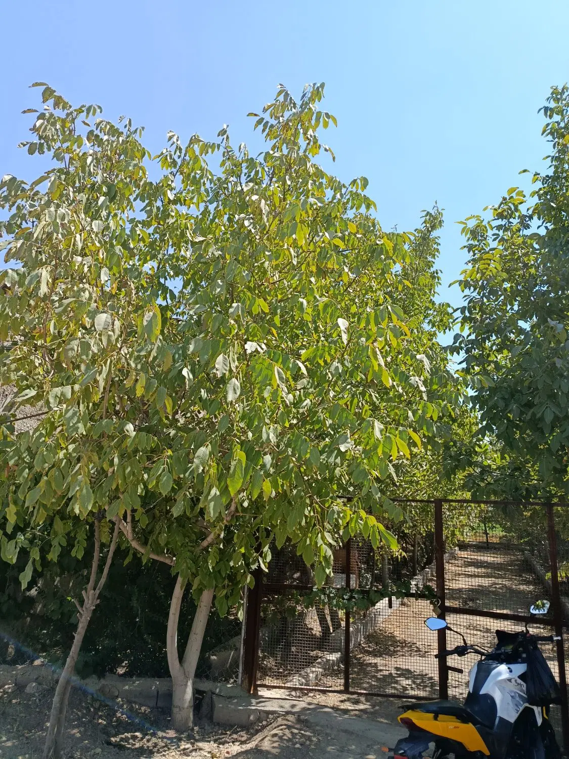 باغ شهر ی