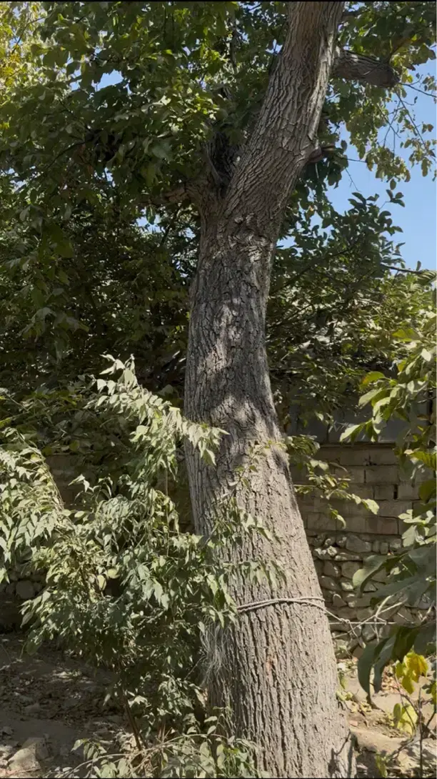 باغچه  شهران شمالی