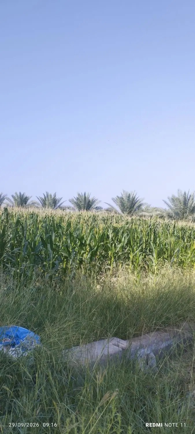 فروش زمین کشاورزی