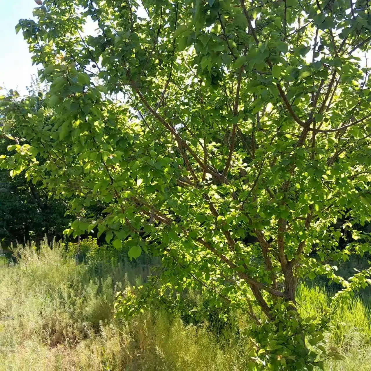 باغ در روستای فردو