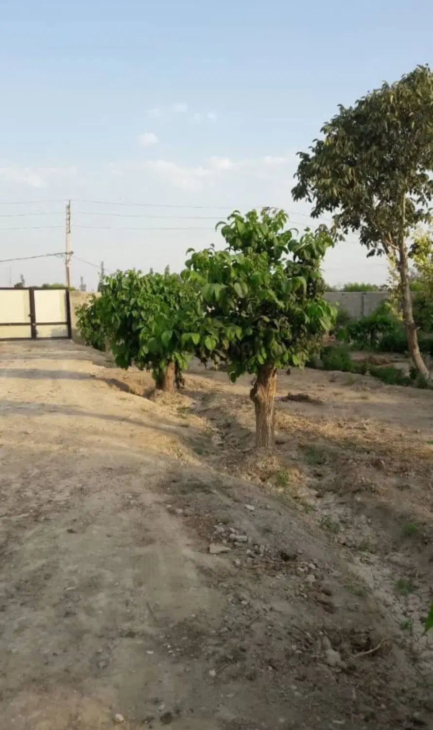 زمین