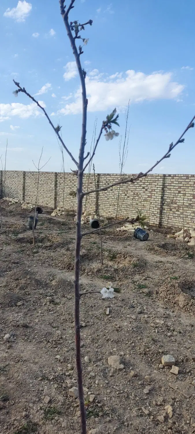 میقان هکتاری کوچه موتور خانه