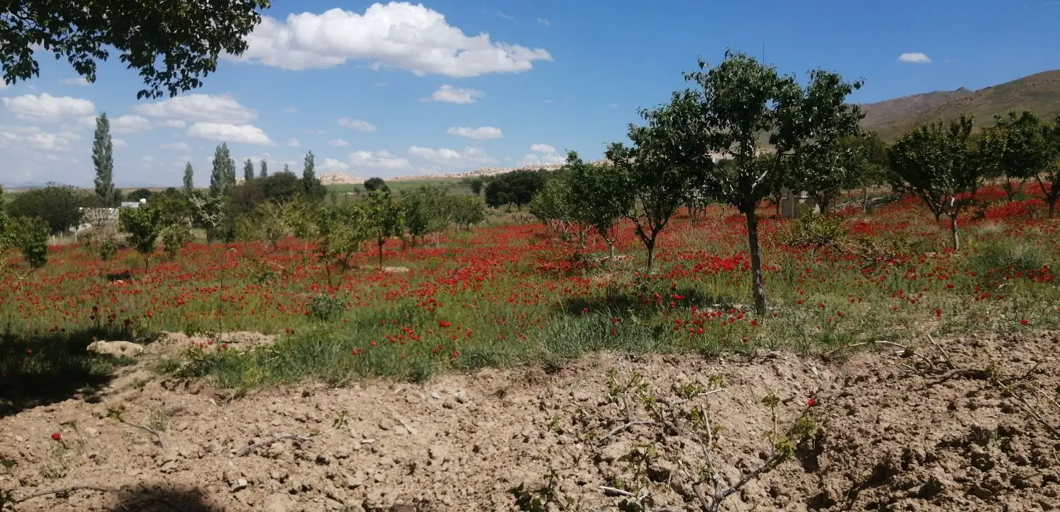 زمین مسکونی اژدهاتو