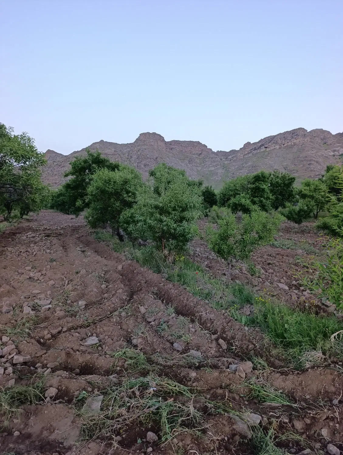 زمین 1200متر واقع در روستای سرای جزیره اسلامی مفت