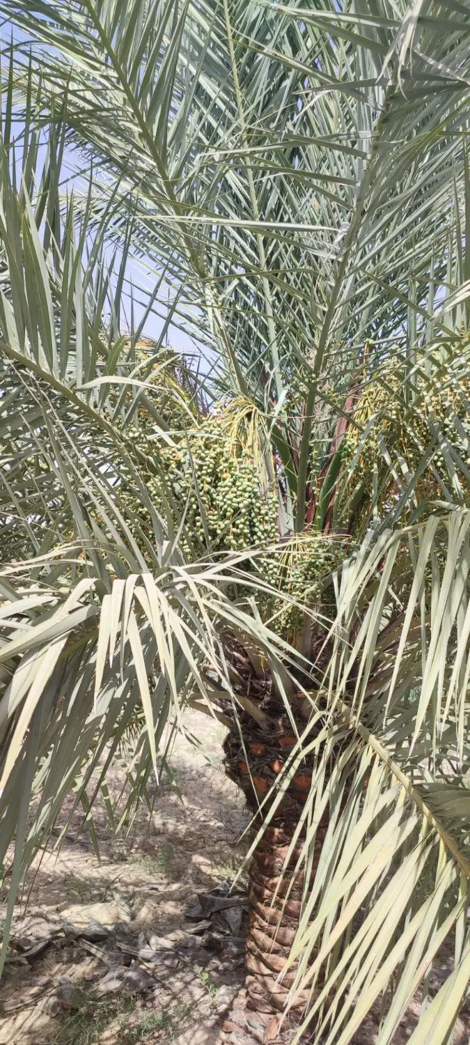 نخلستان