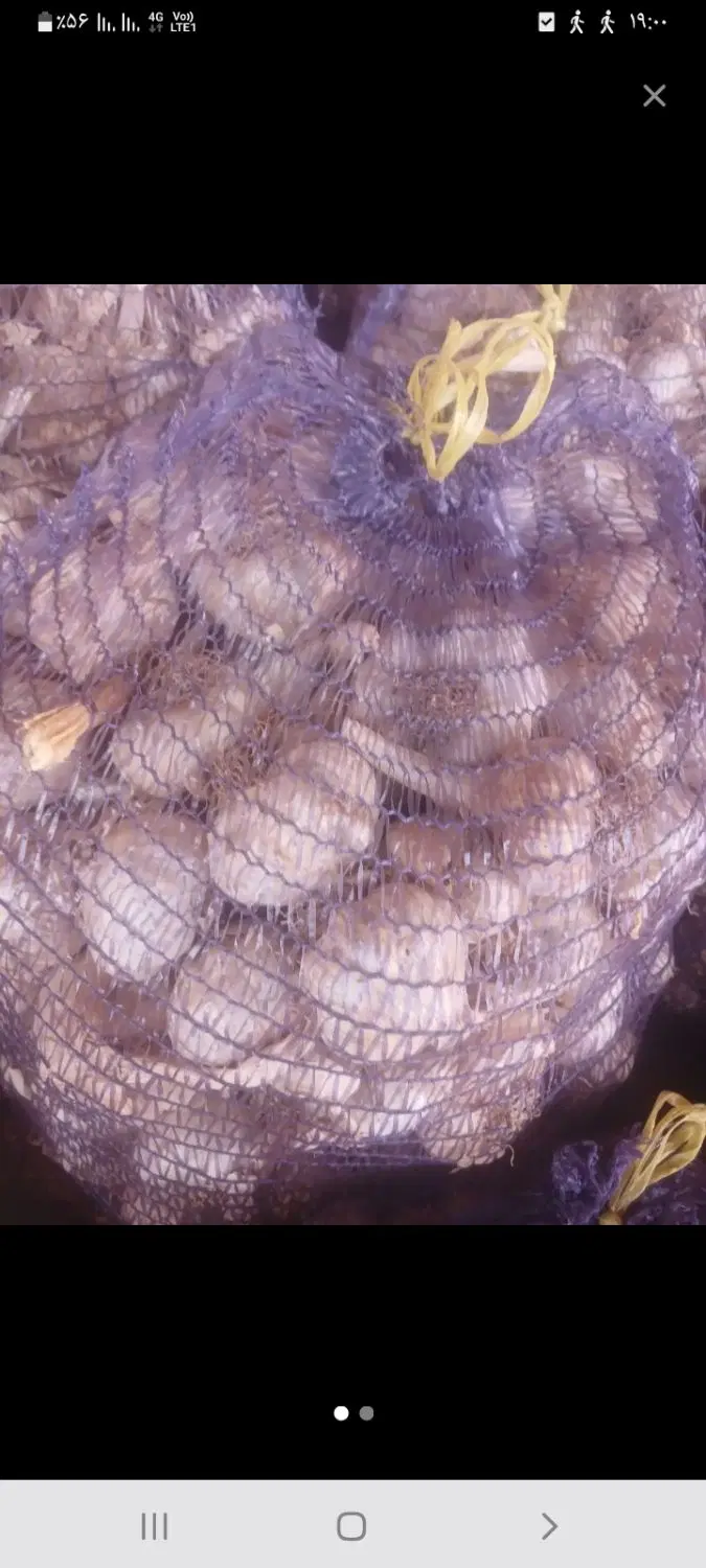 ۲هکتار زمین برای سیر