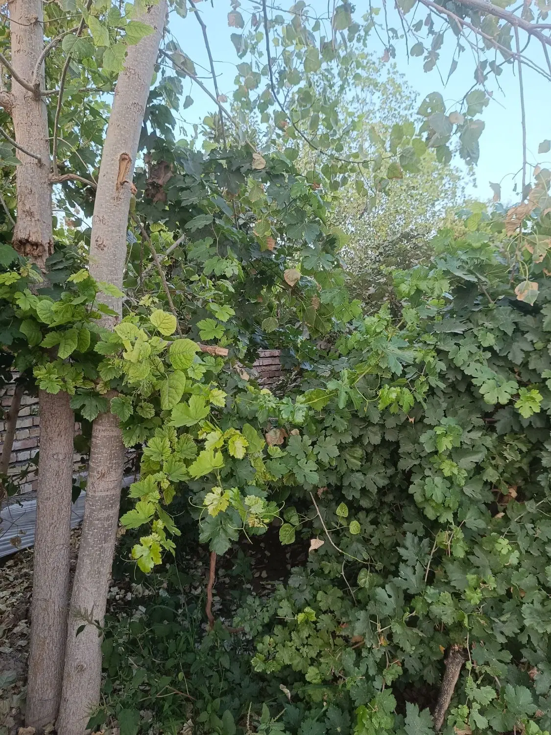 زمین ۴۰۰ متر باغی