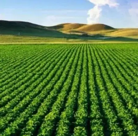 فروش زمین درکودیان