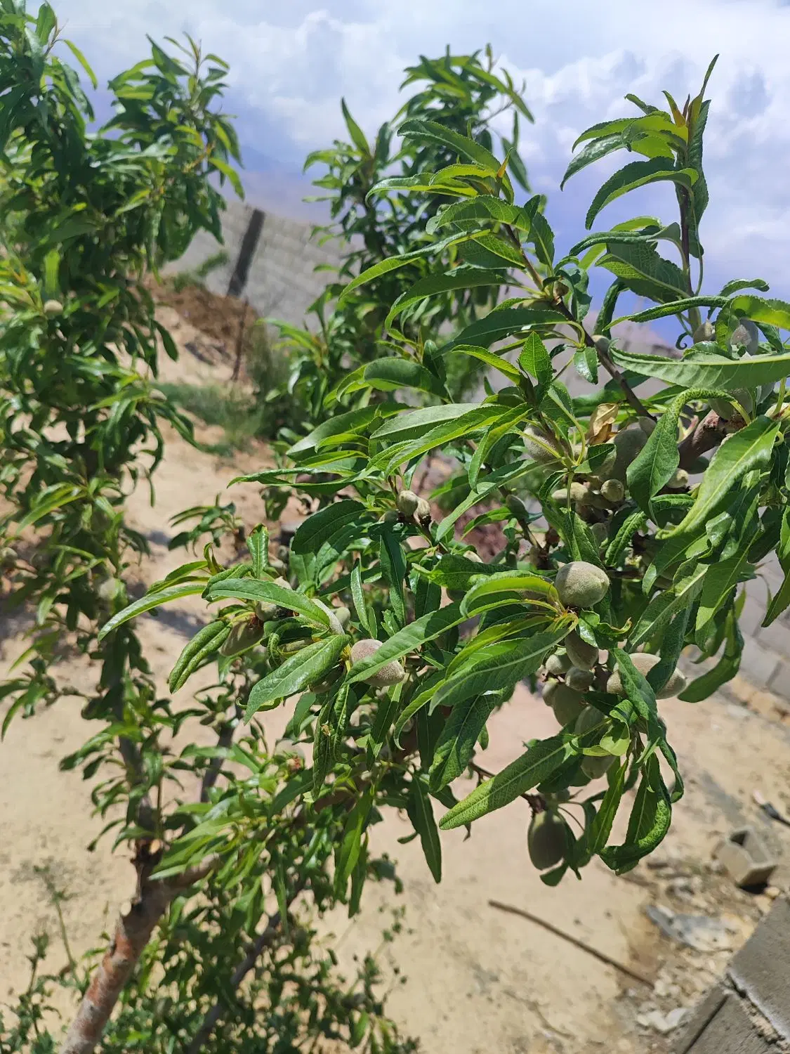 باغ 1200 متری بر جاده اصلی