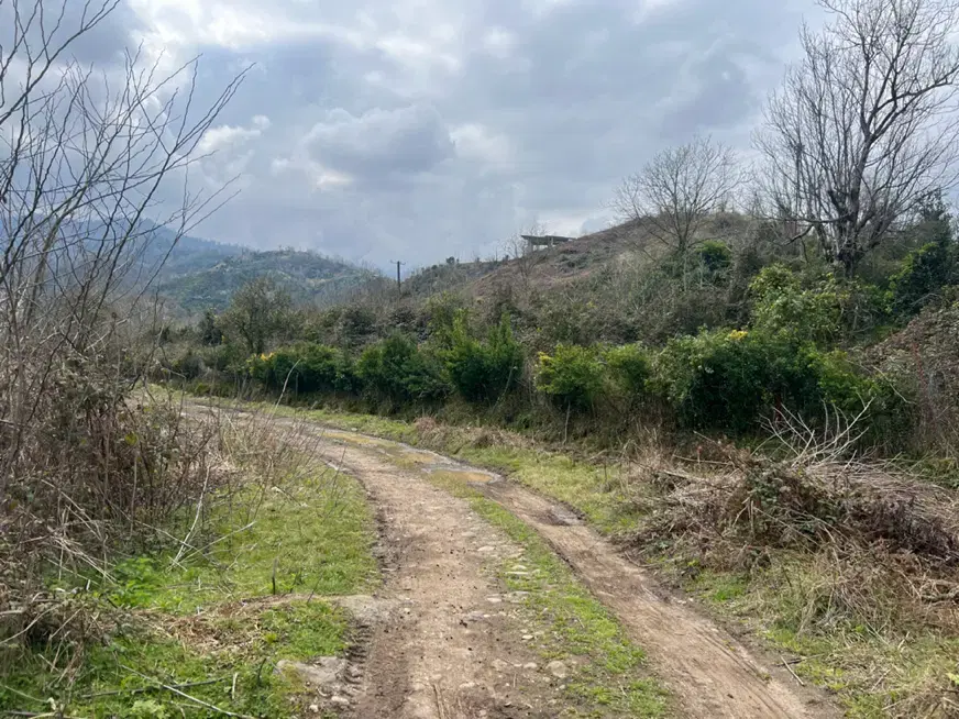 زمین باغی کشاورزی