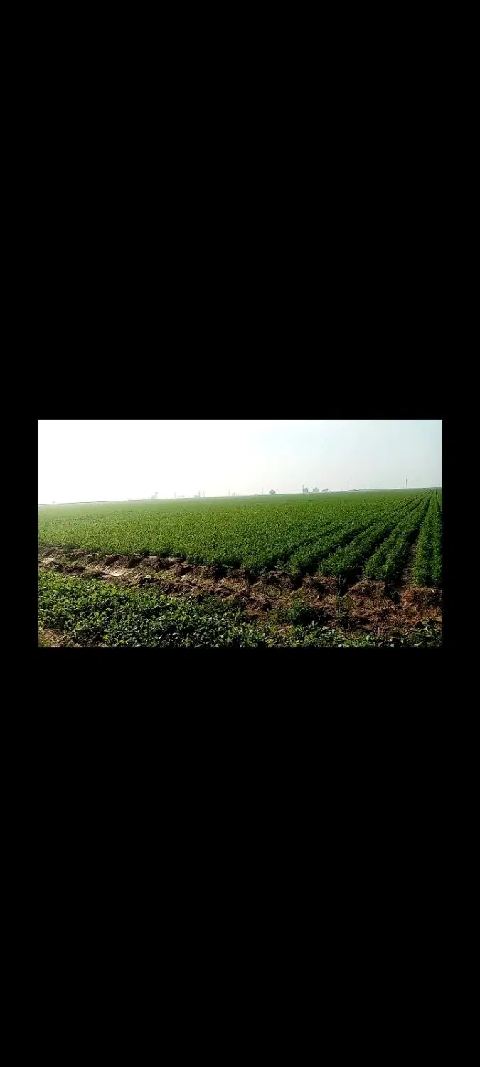 اجاره 7هکتار نیم زمین