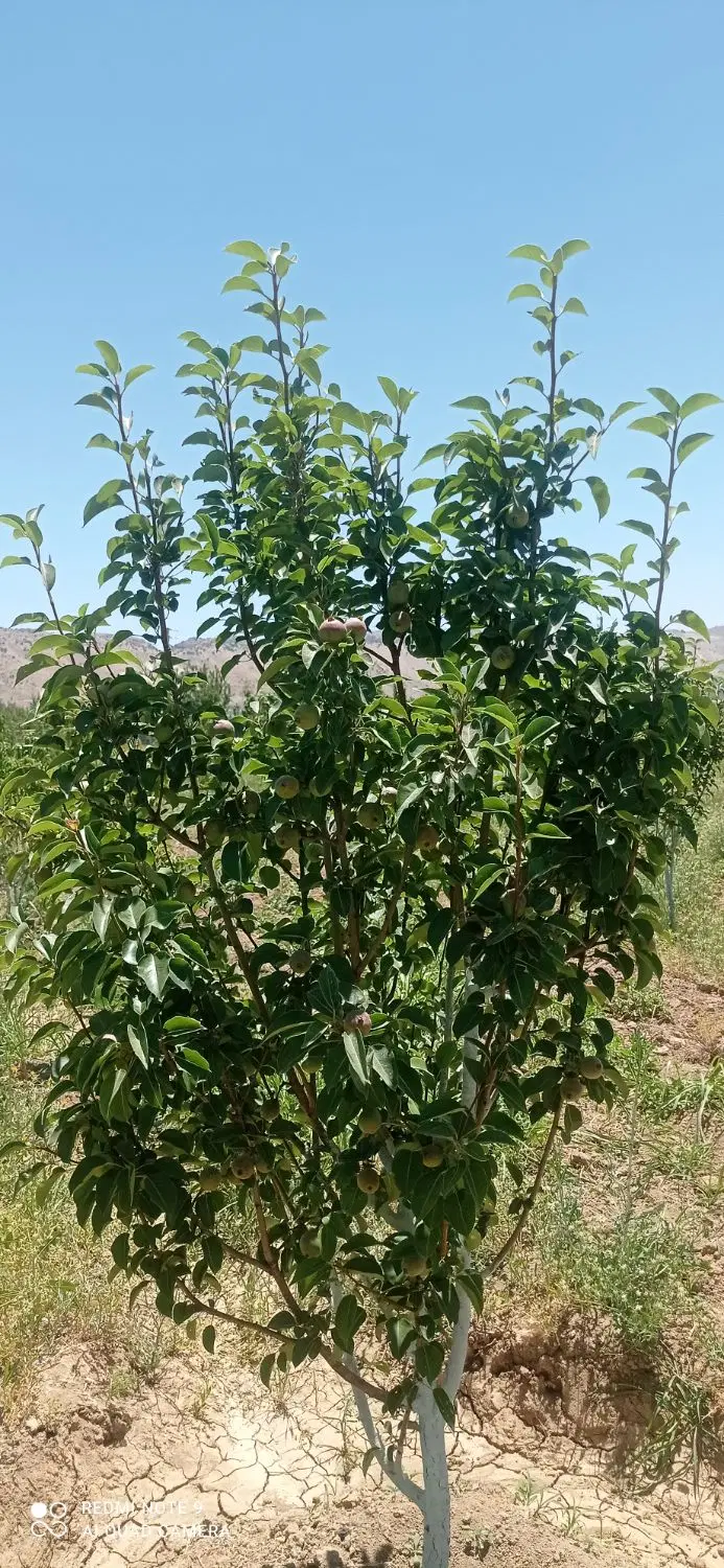 باغ گلابی دشتروم چسبیده به ساخت و ساز ویلا