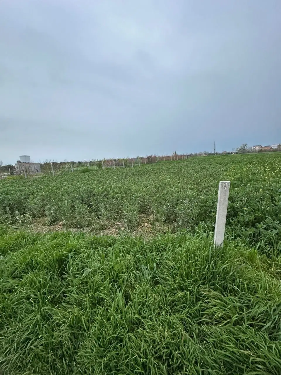زمین کشاورزی استان گلستان