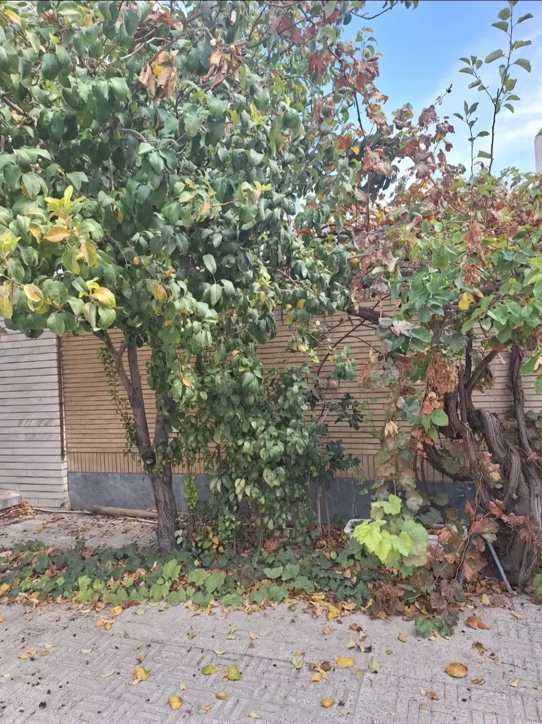 خانه ویلایی کلنگی خیابان جابرانصاری کوچه عباسی