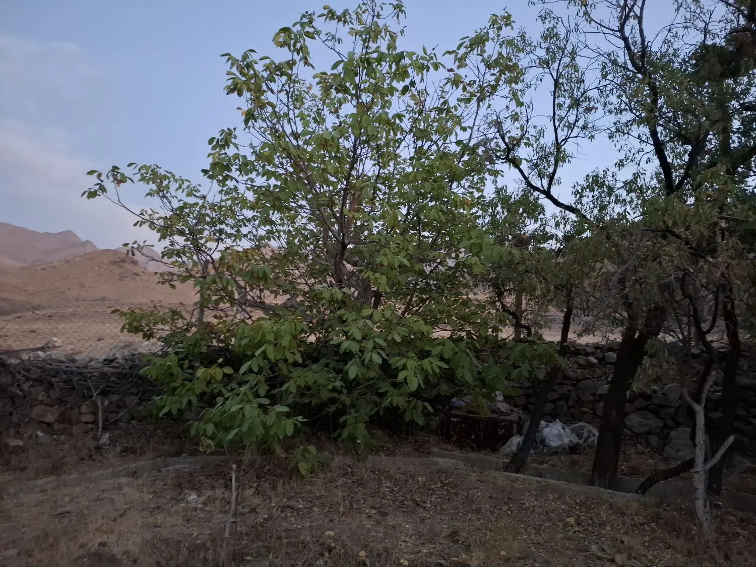 زمین کشاورزی باغ