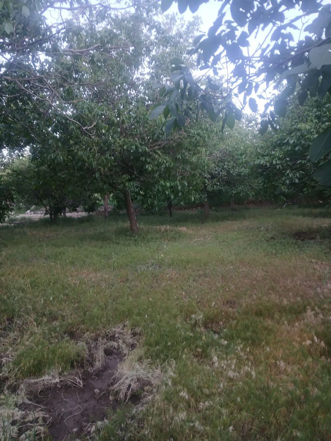 فروش باغ در روستای شمس اباد