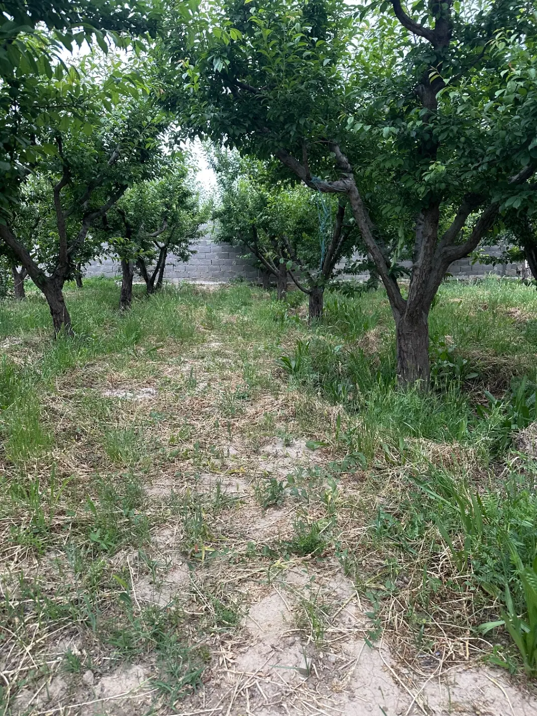 فروش باغ ۱_۱۰۰ متری کرج سهیلیه