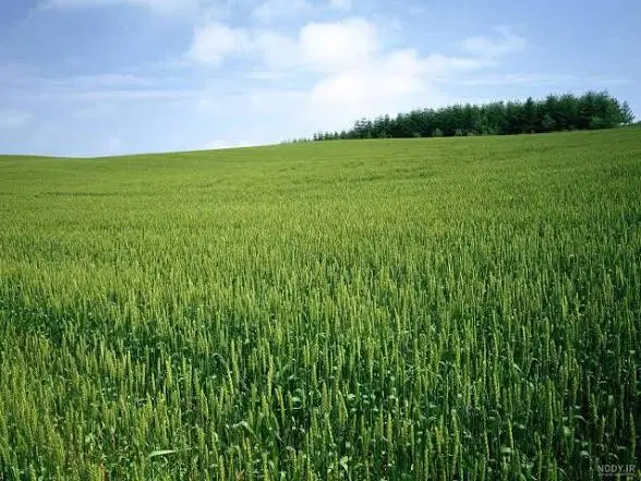 10 هکتار زمین روستای موریان