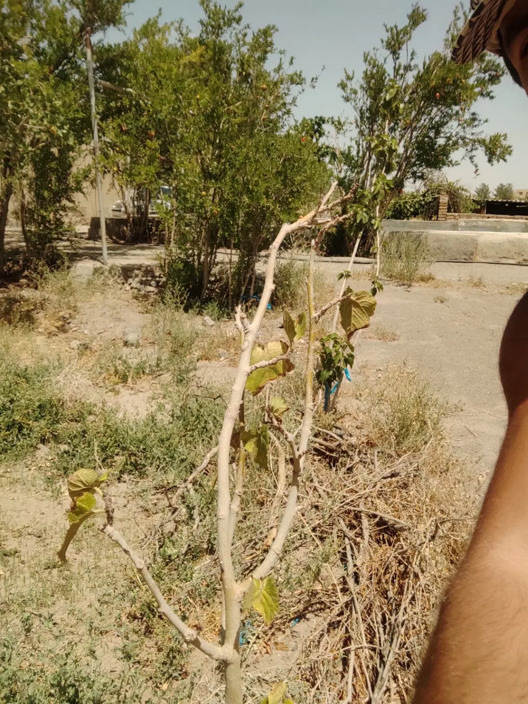 فروش کلاته دربست