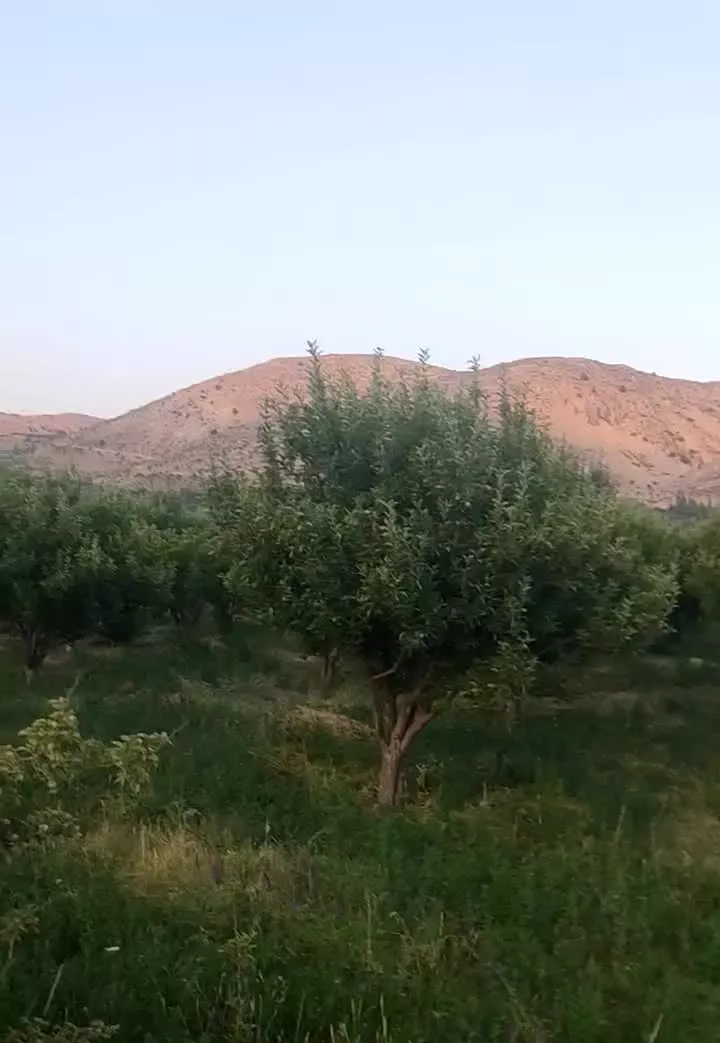 باغ سیب