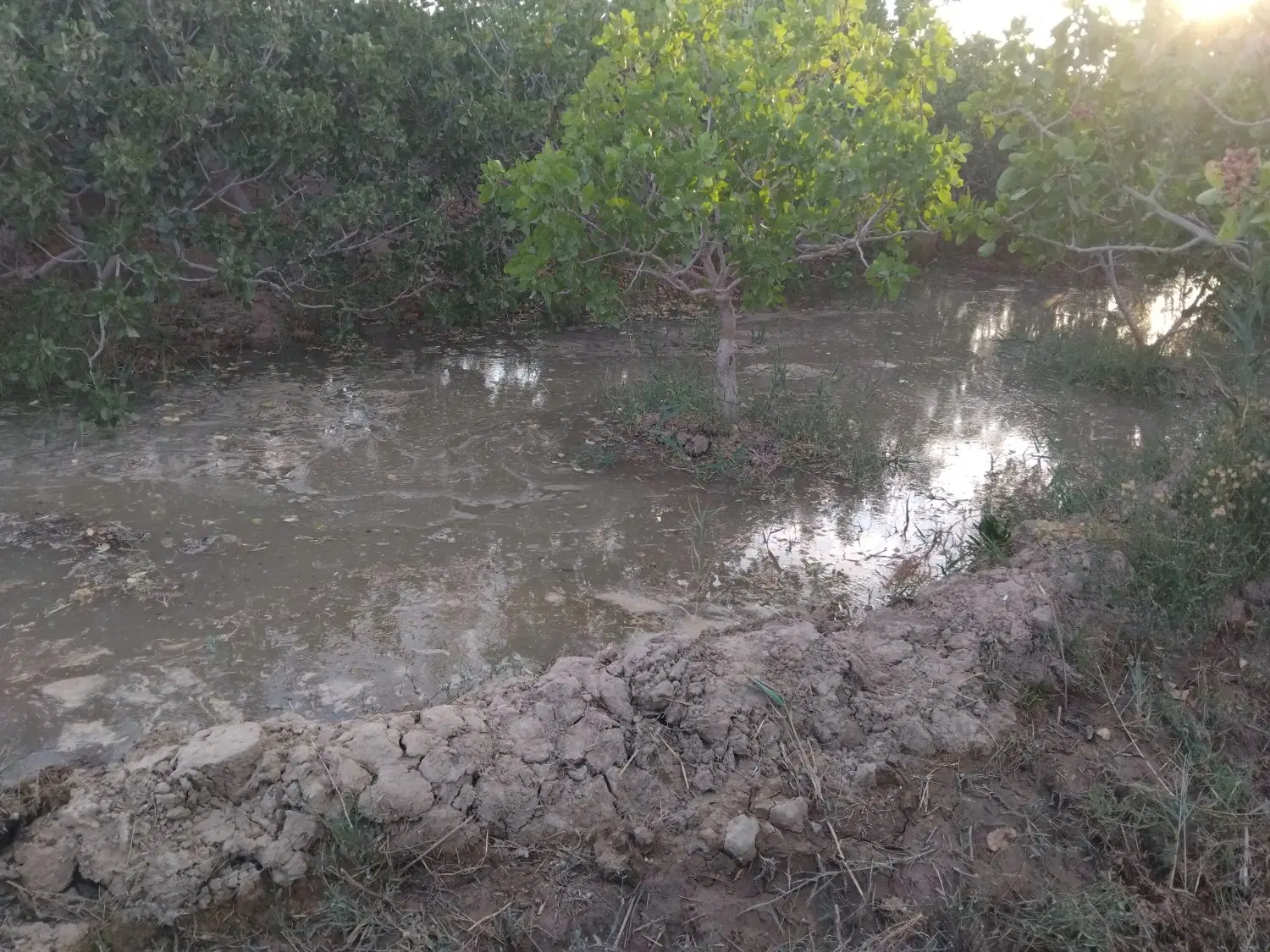 فروش باغ پسته