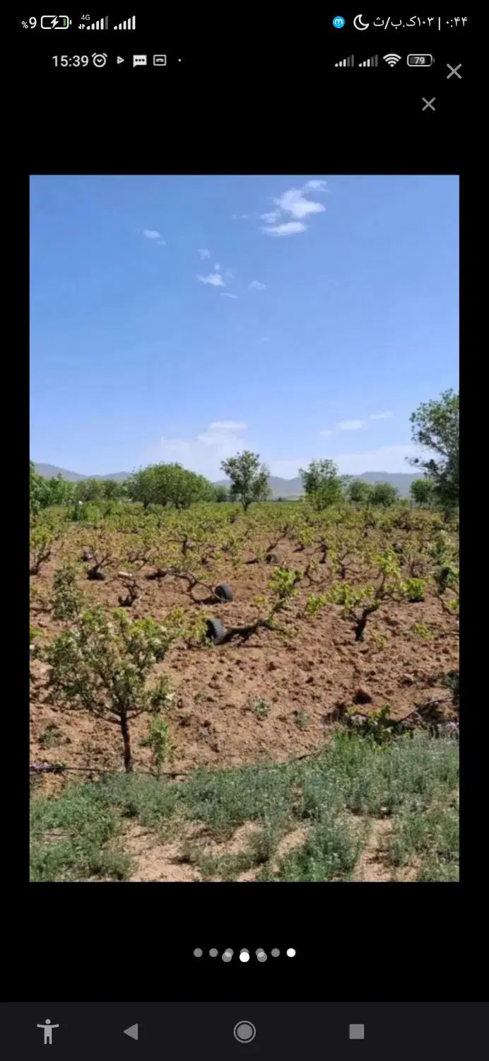 زمین باغی در تاکستان