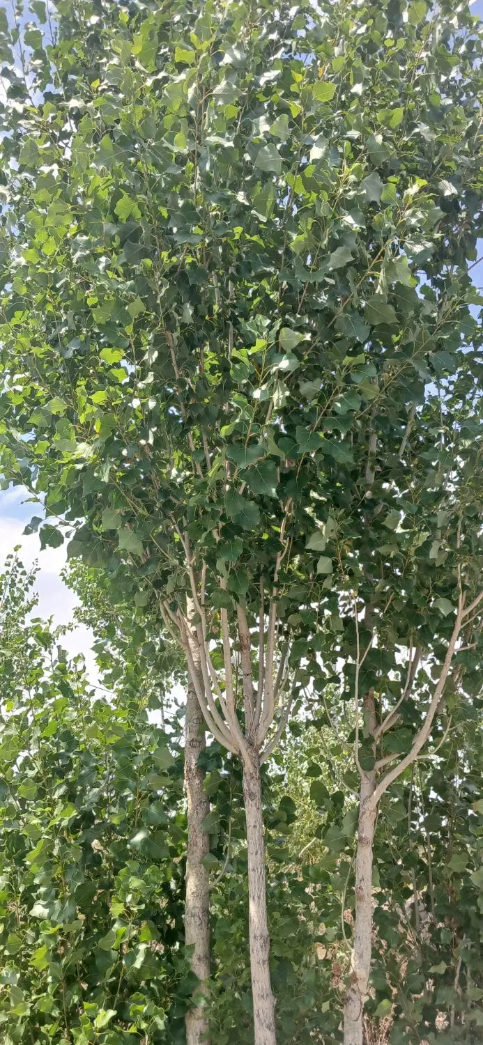 فروش زمین