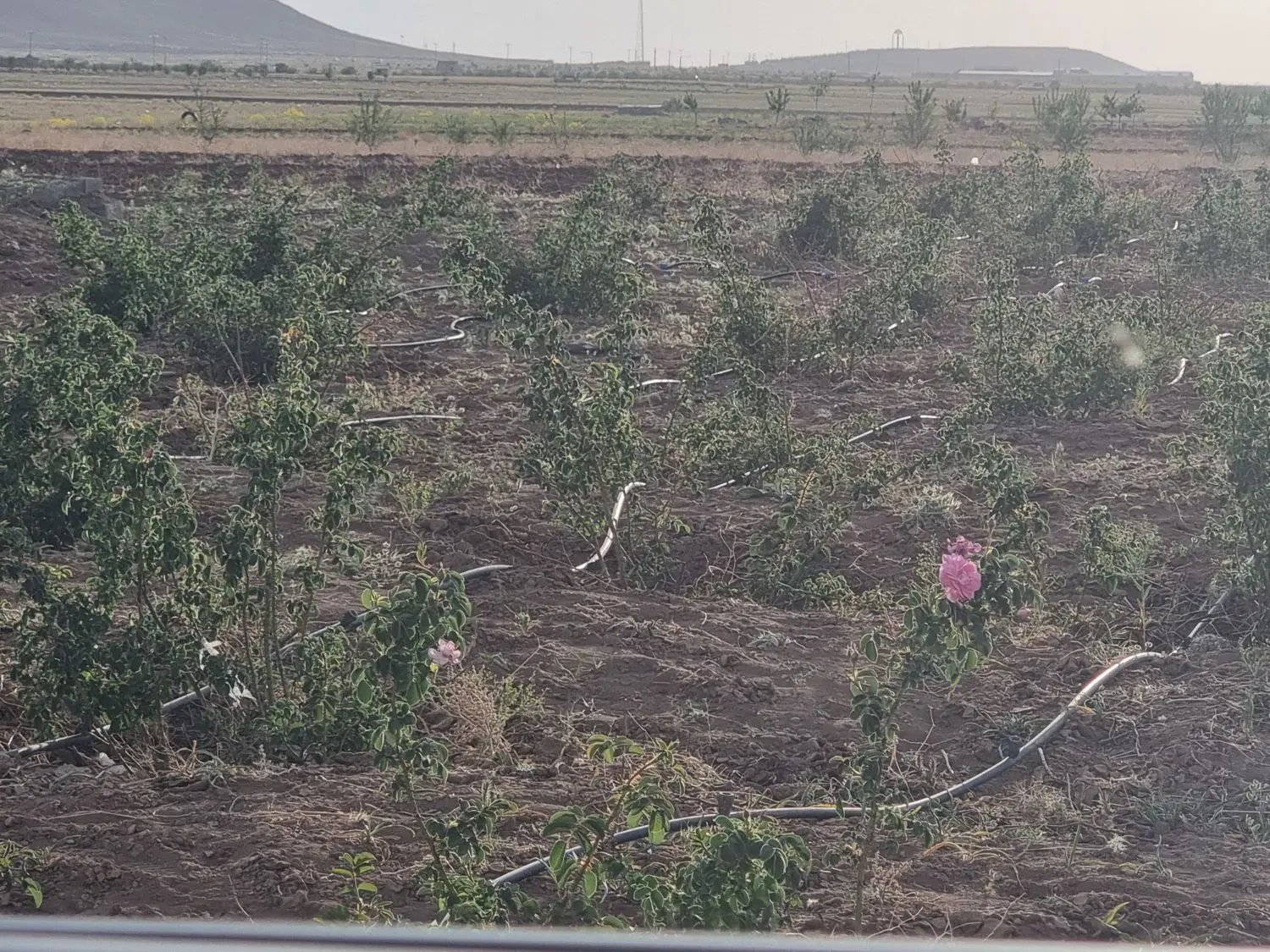 زمین زراعی گل محمدی