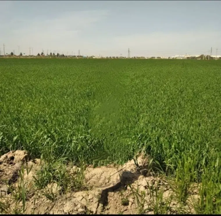 زمین زراعی