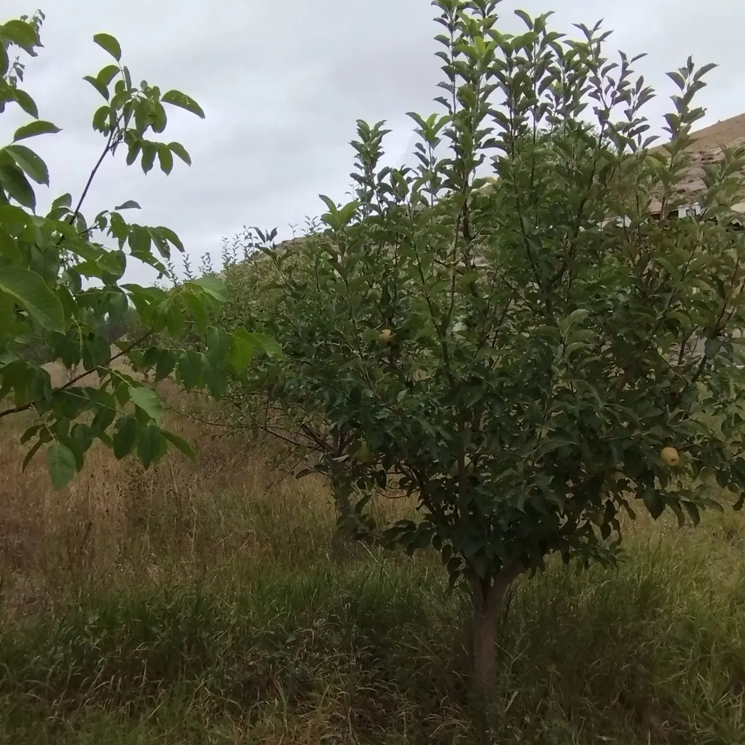 باغ در ورزقان خاک طلای سرخ