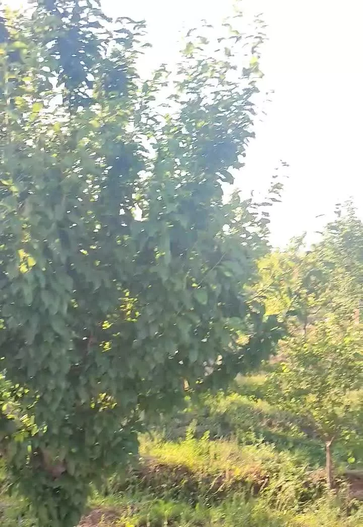 فروش باغ با حق آب در مرند روستای فارفار