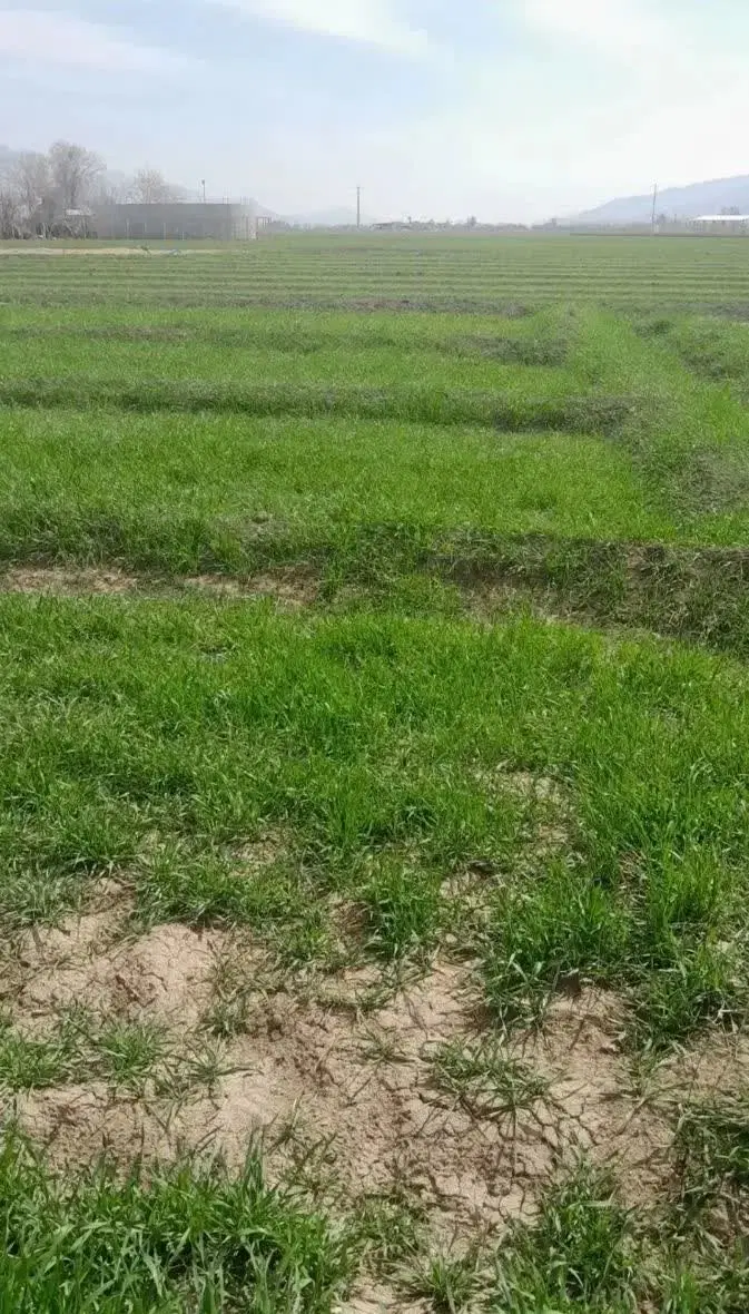 زمین کشاورزی