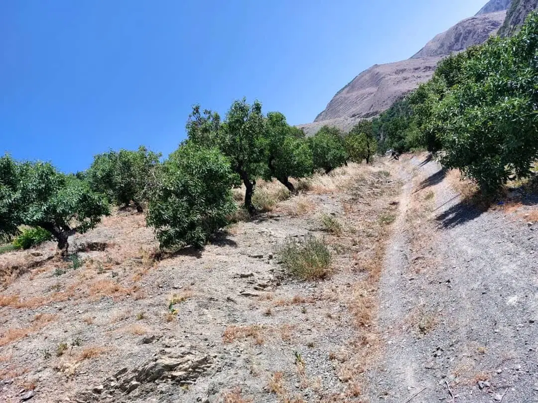 باغ بادام