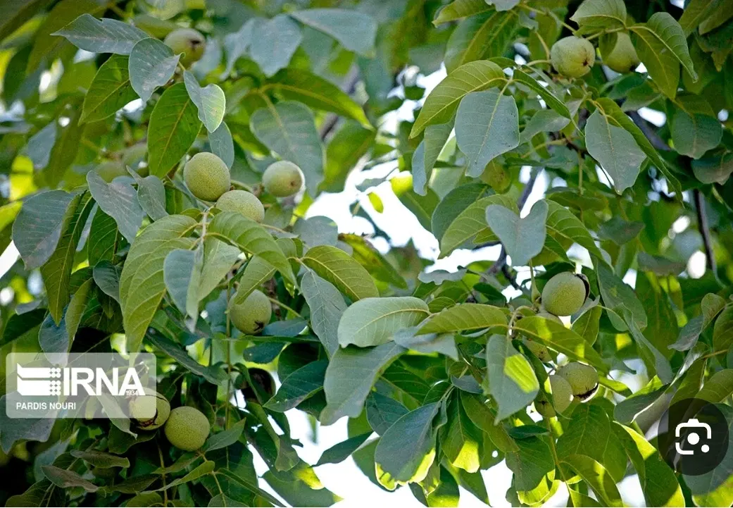 باغ گردو