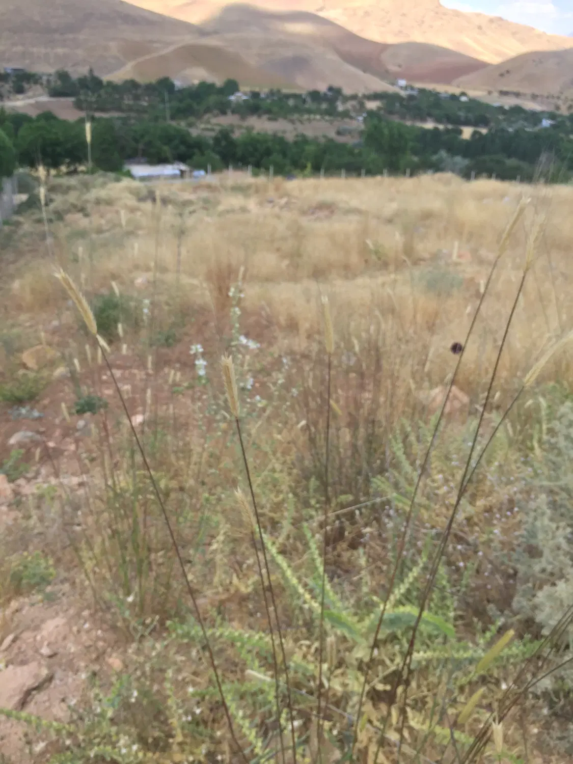 زمین کشاورزی و باغی