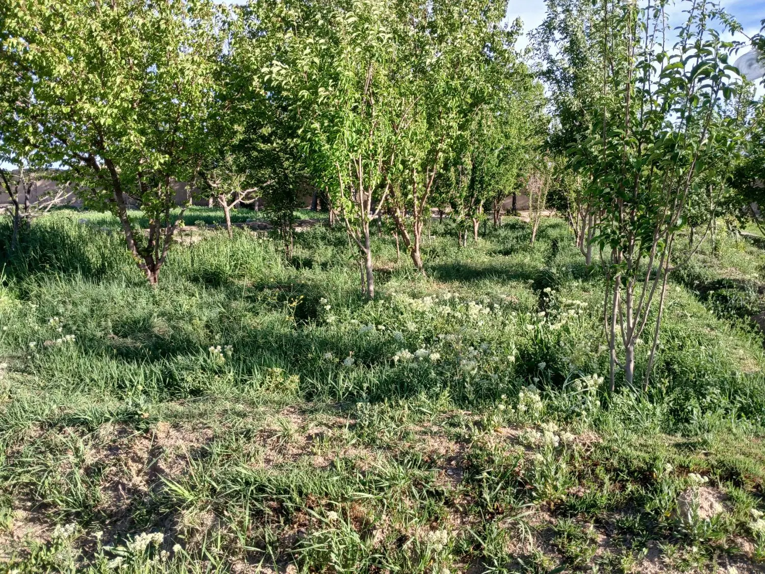 زمین باغی با سند و آب و ماشین رو