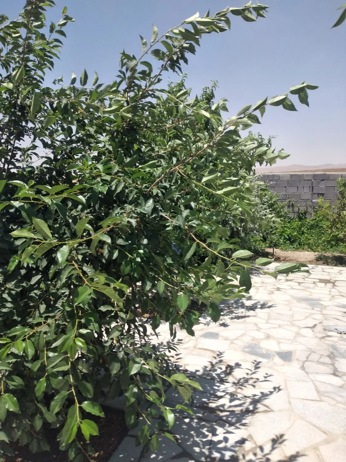 باغ