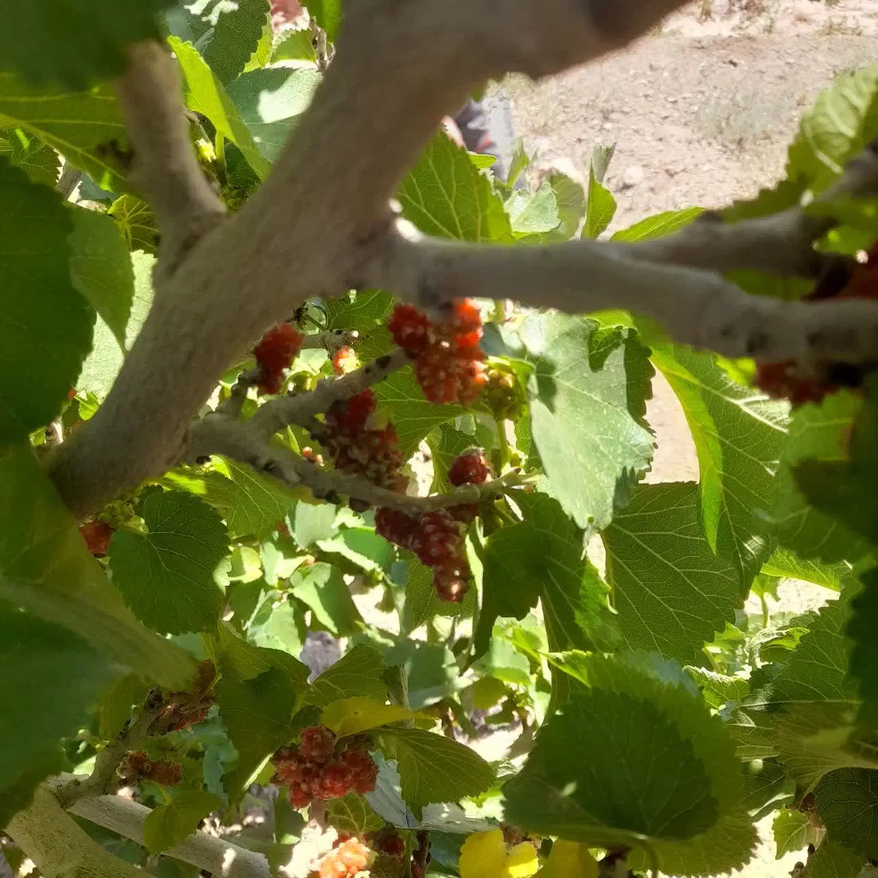 ۱۰۰۰ متر ( دو جریب)زمین باغی ویدوجا برزک کاشان