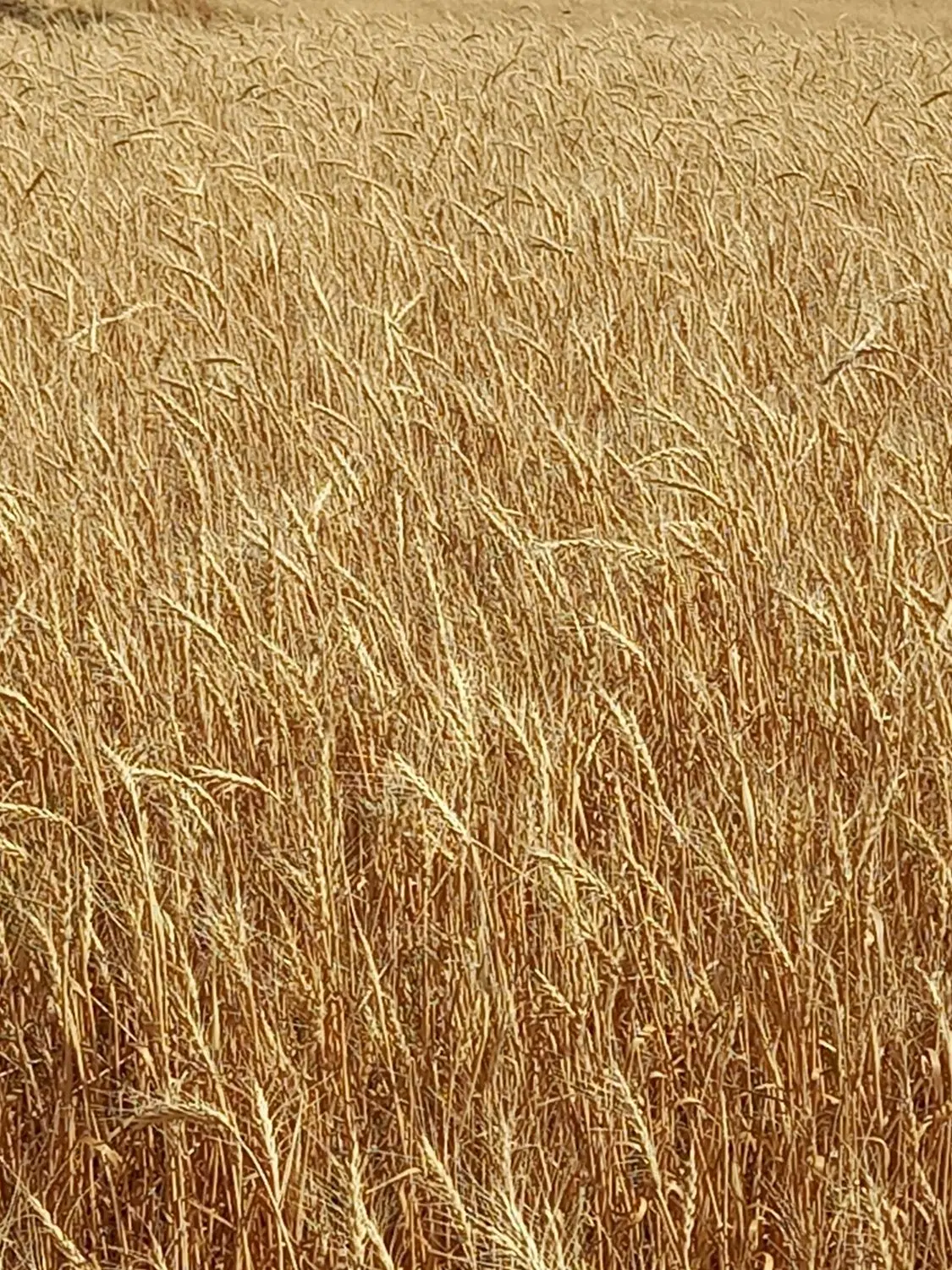 فروش ۲۵هزارمتر زمین کشاورزی دیمزار