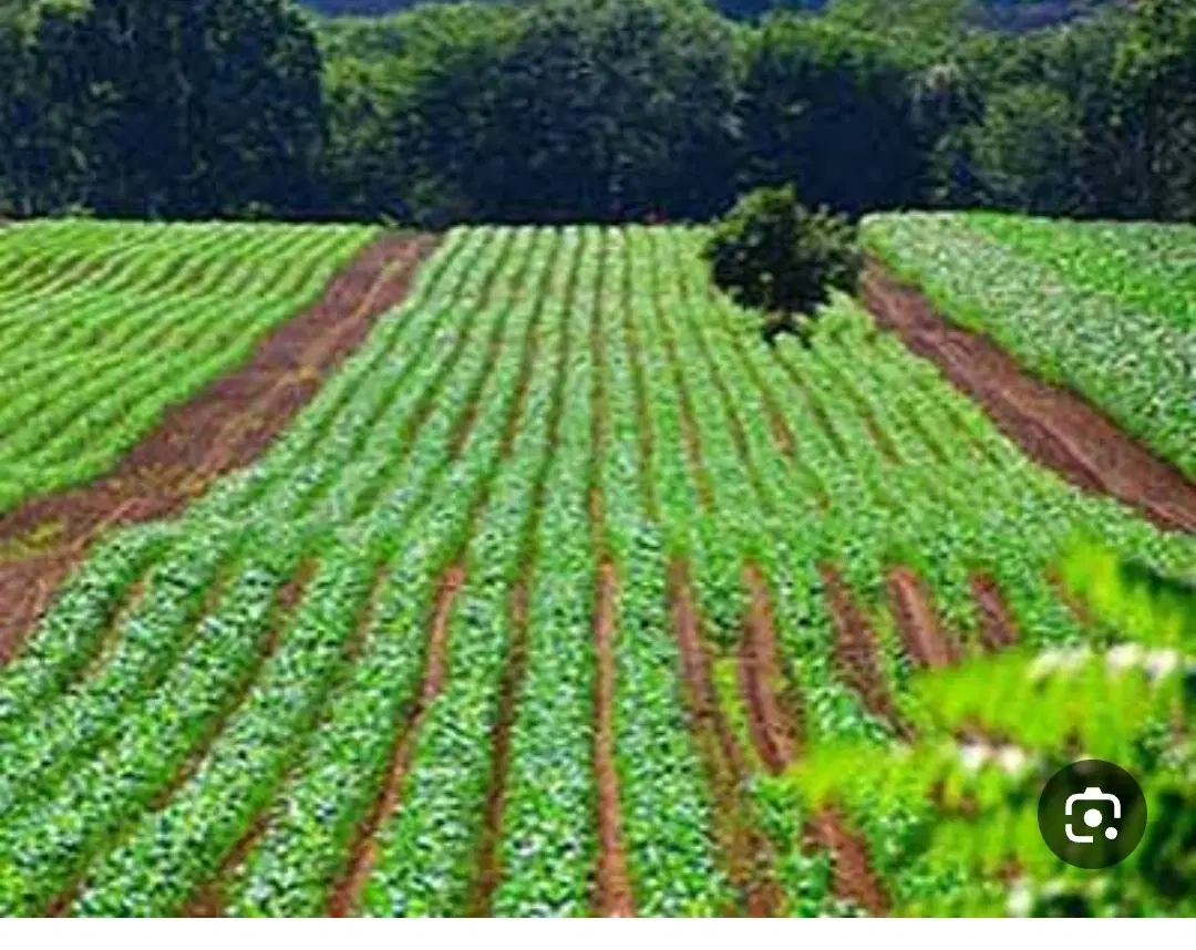 زمین کشاورزی