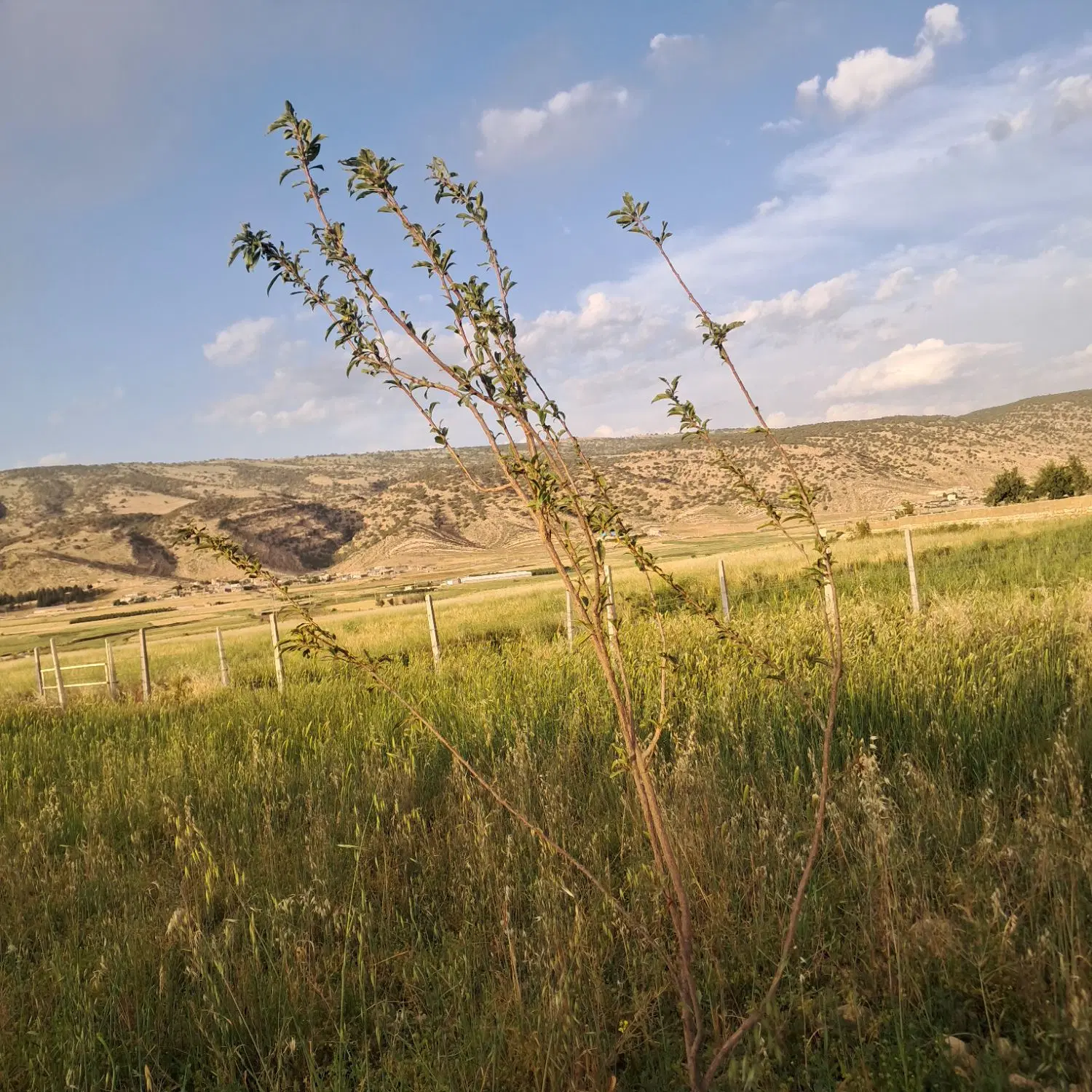 زمینه برا خانه باغ