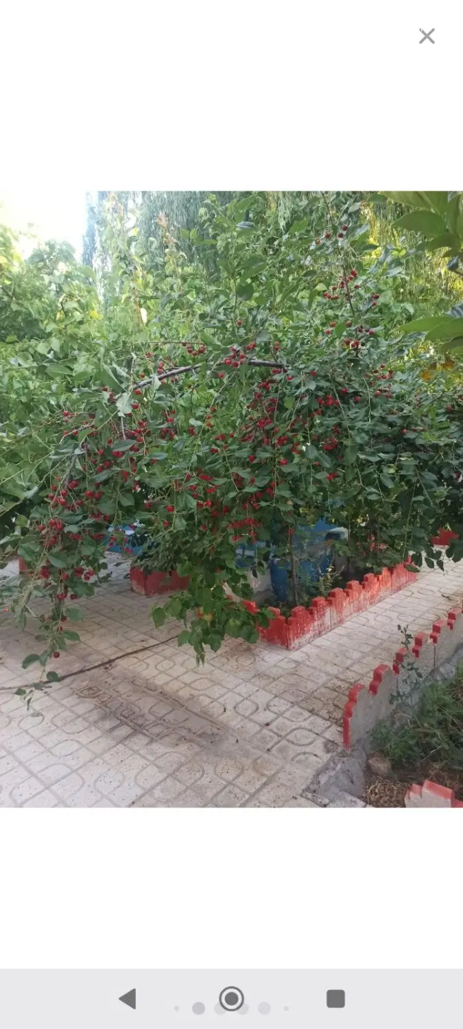 فروش زمین مسکونی اکبر اباد دیوانبیگی