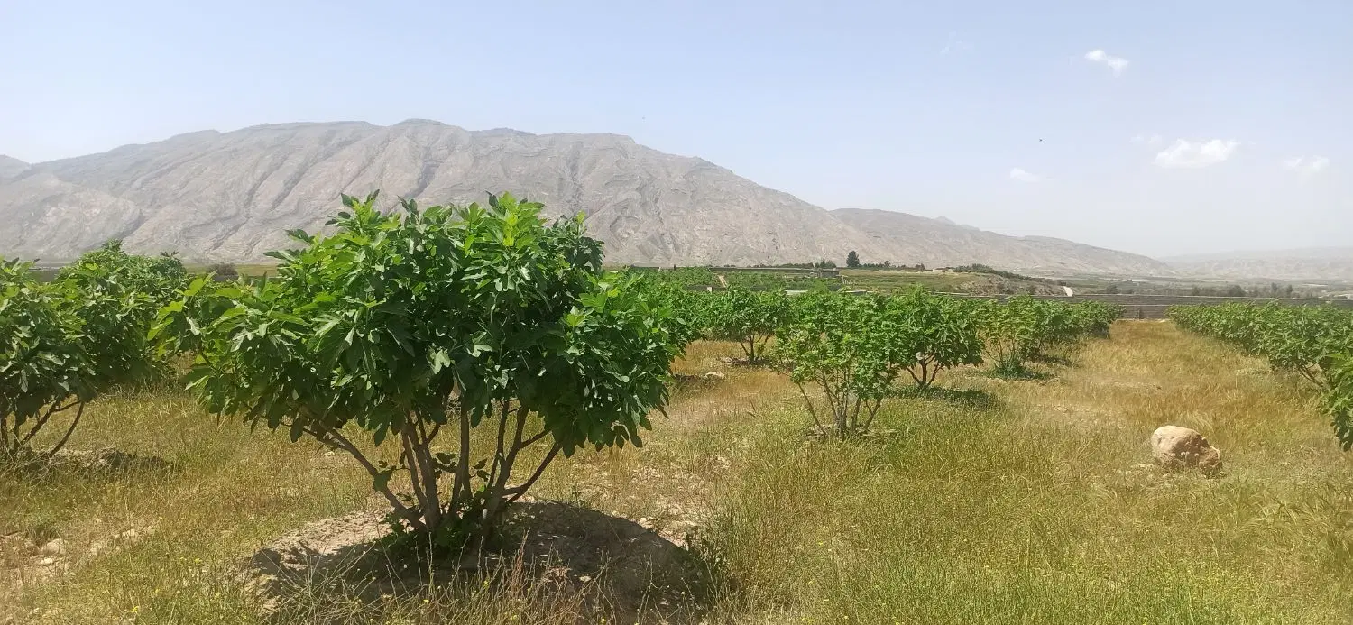 باغ واقع در کازرون روستای خیرآباد کرونی