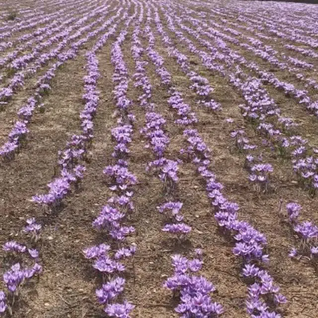 شراکت برای زعفران